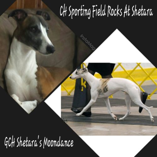Grand Champion Shetara's Moondance and Champion Sporting Field Rocks At Shetara