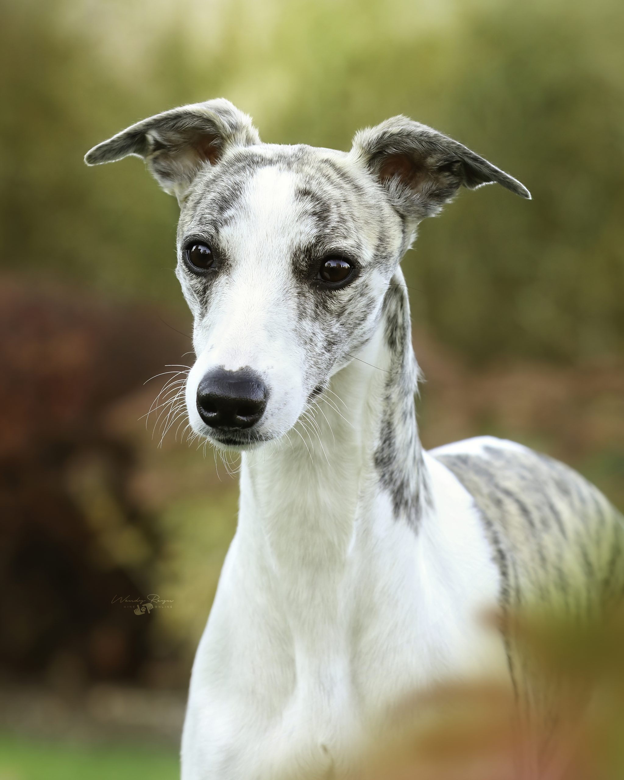 Blue 2024 whippet breeder