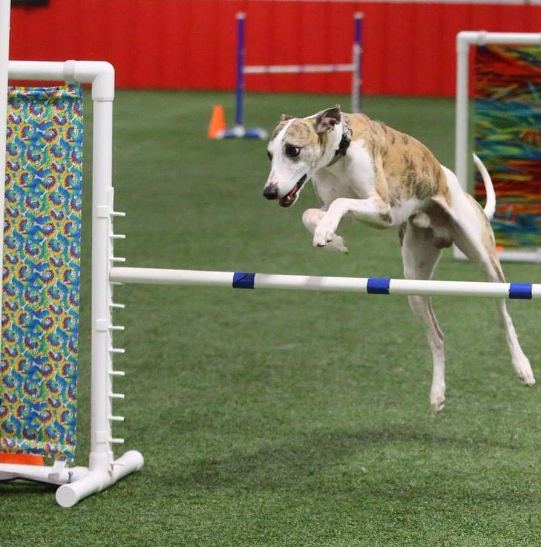 Whippet agility best sale